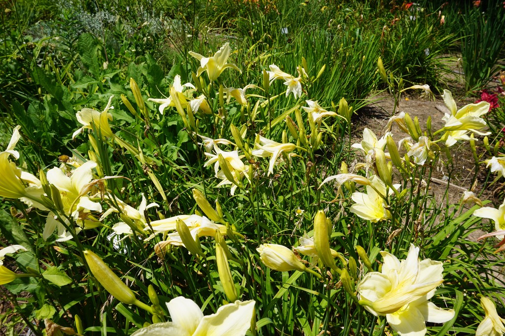 Ice Carnival Daylily (Hemerocallis 'Ice Carnival')
