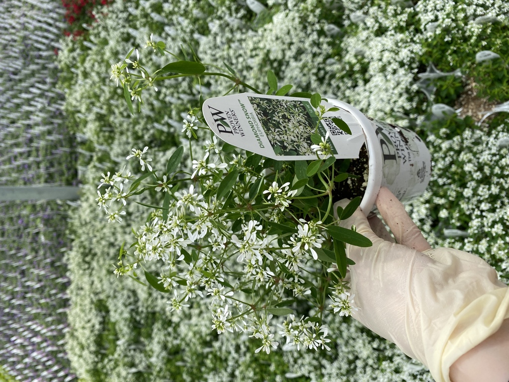 Diamond Snow Spurge (Euphorbia 'INCHADIACL' DIAMOND SNOW) - North Shore ...
