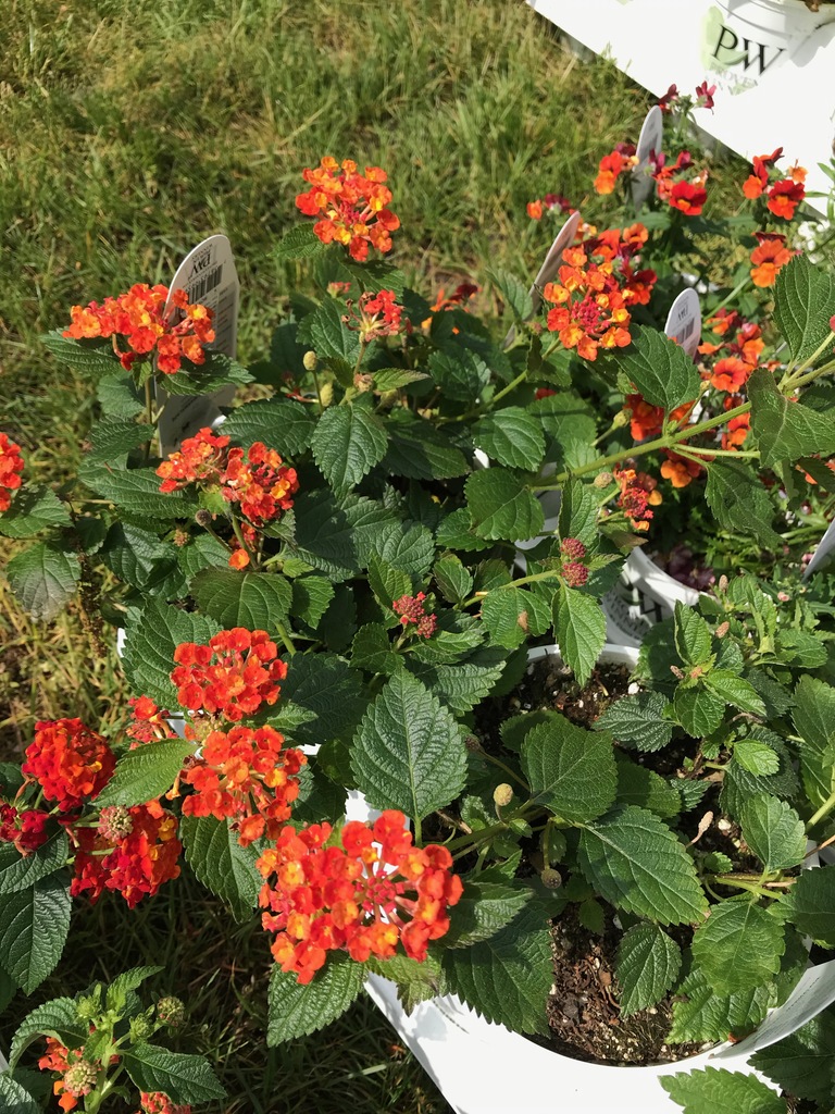 Luscious Marmalade Lantana (Lantana camara 'Luscious Marmalade