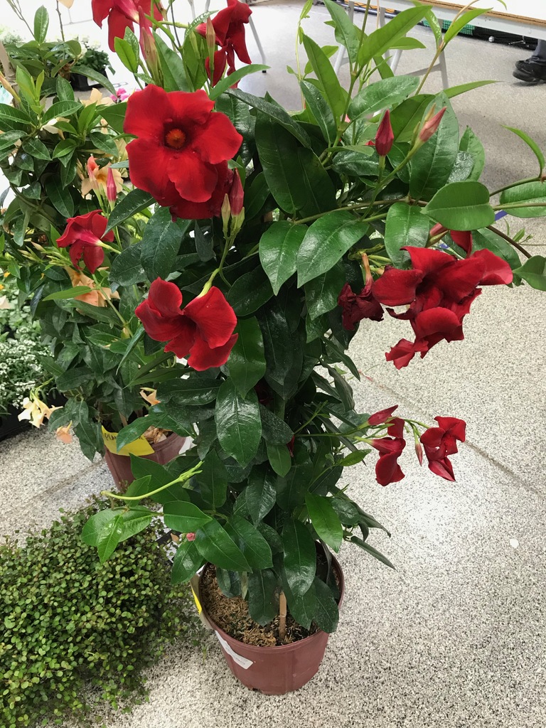 Teepee Red Mandevilla (Mandevilla x amabilis 'Teepee Red') North