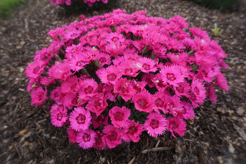 Paint The Town Fancy Pinks (Dianthus 'Paint the Town Fancy') North Shore Plant Club