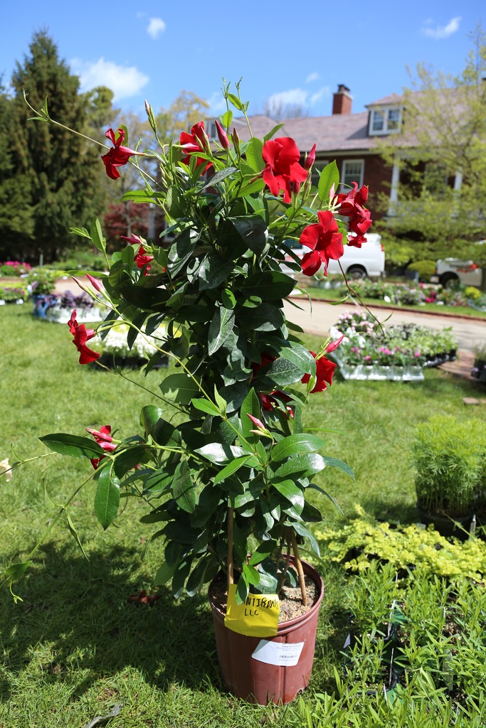 Teepee Red Mandevilla (Mandevilla x amabilis 'Teepee Red') North