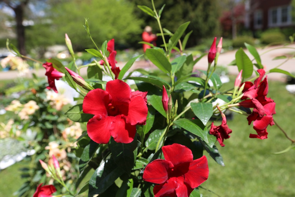 Teepee Red Mandevilla (Mandevilla x amabilis 'Teepee Red') North