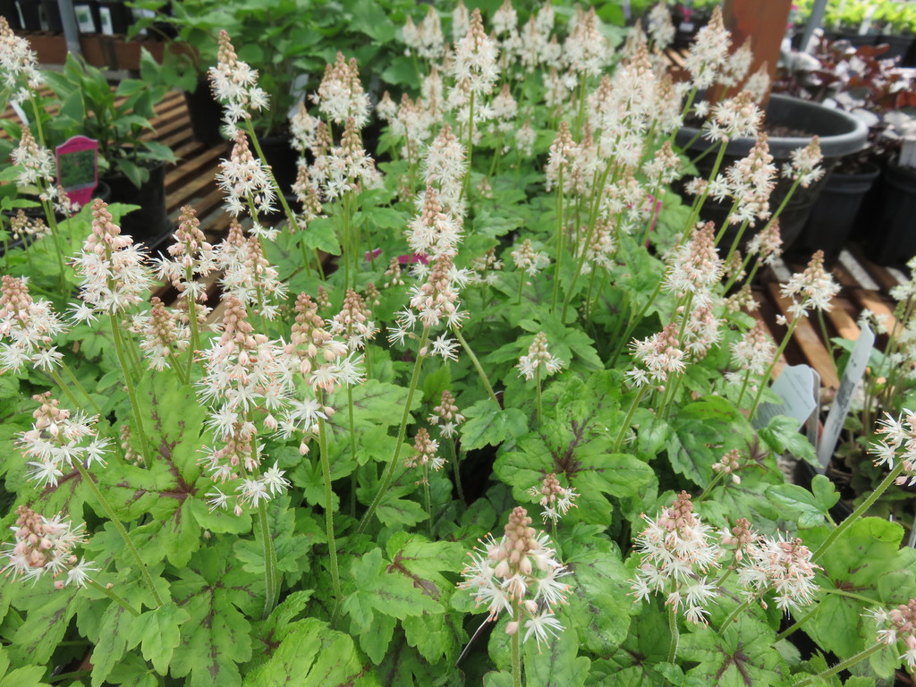 Elizabeth Oliver Foamflower (Tiarella cordifolia 'Elizabeth Oliver