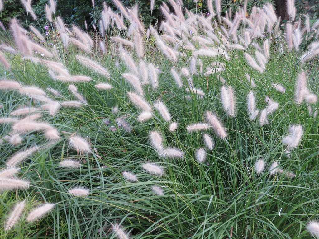 Fountain Grass (Pennisetum alopecuroides) North Shore Plant Club
