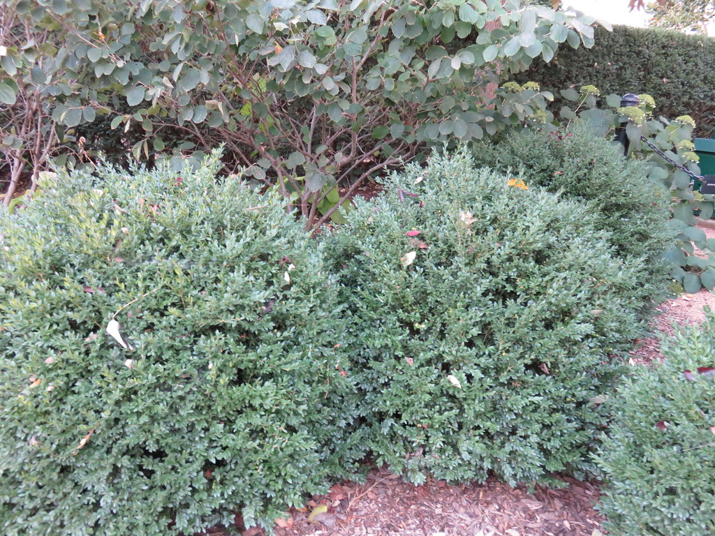 Northern Charm Boxwood (Buxus 'Wilson') North Shore Plant Club