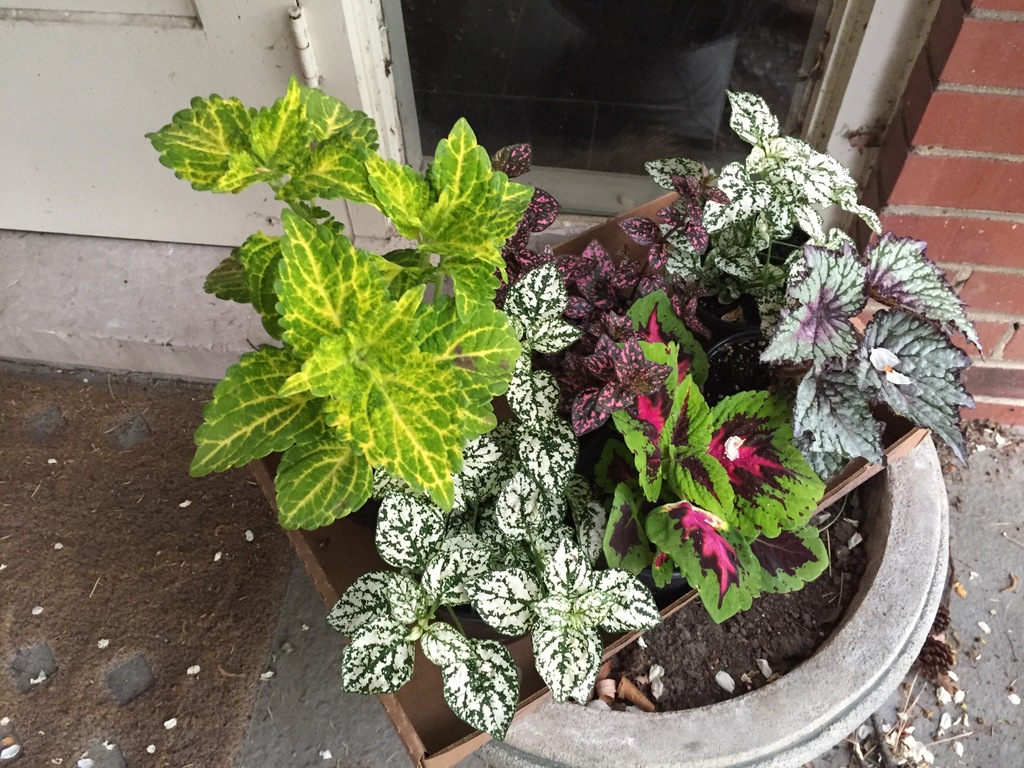 Confetti White Polka Dot Plant Hypoestes Phyllostachya Confetti White North Shore Plant Club