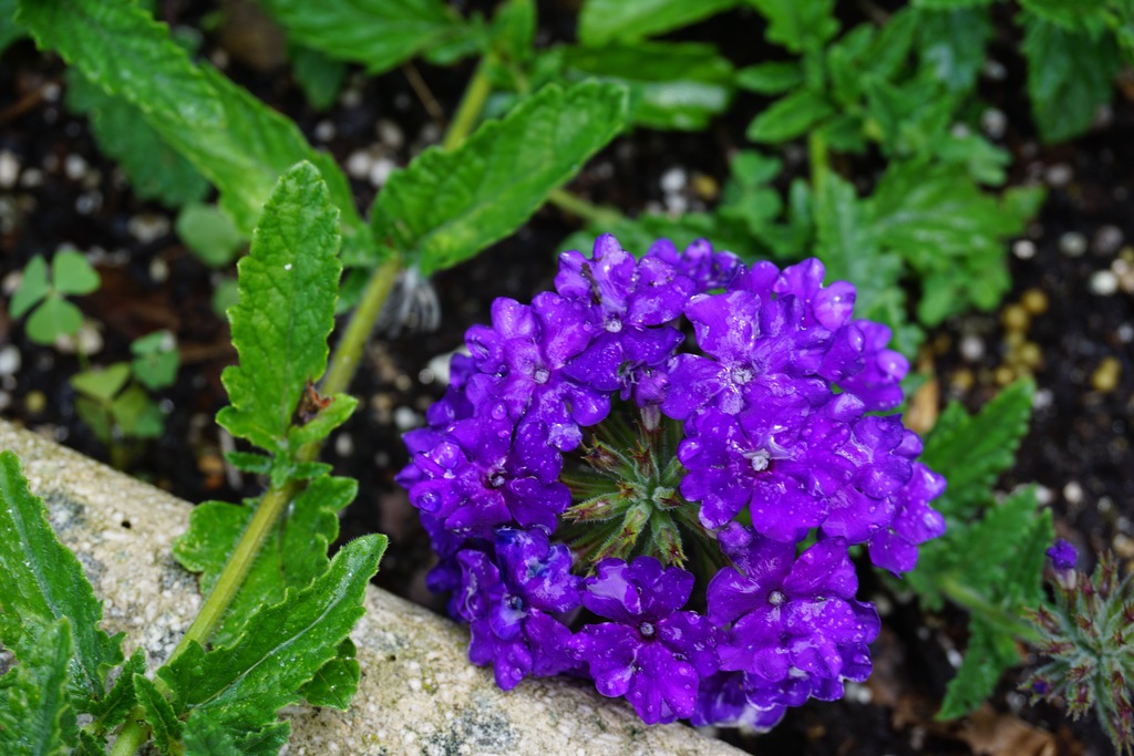 Lanai Blue Denim Verbena, in bloom