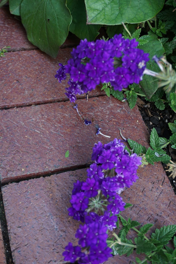 LANAI Blue Denim Verbena, in bloom