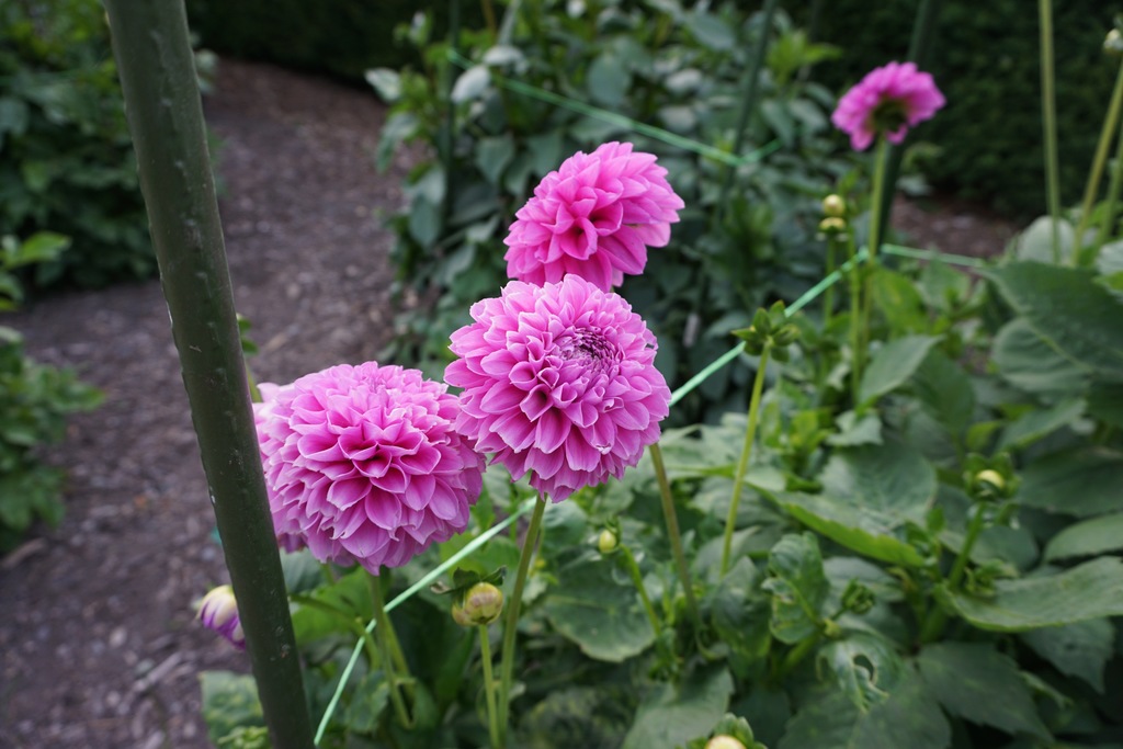 Amanda Rose Dahlia (Dahlia 'Amanda Rose') North Shore Plant Club