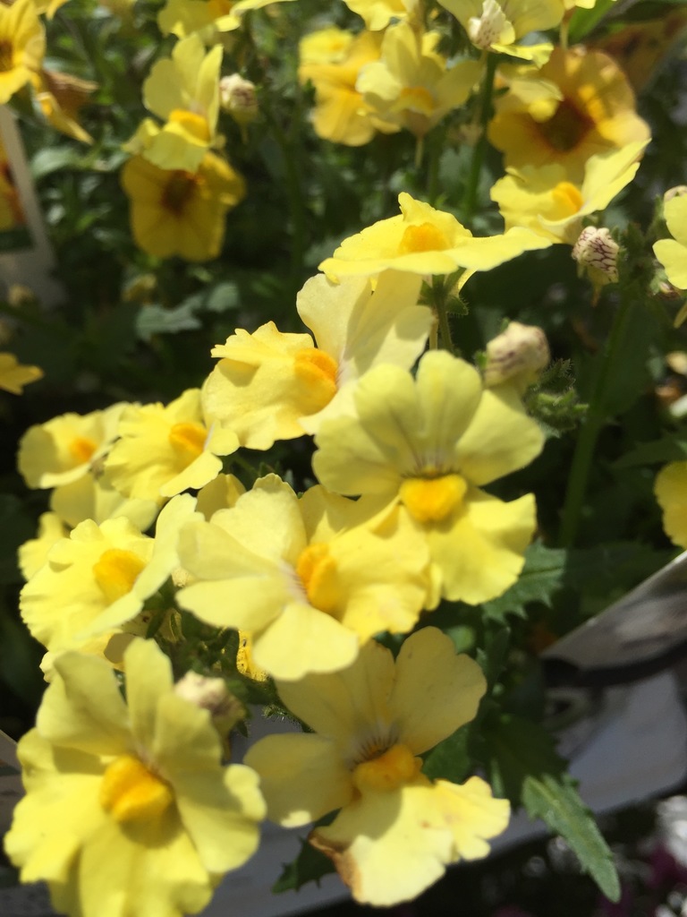 Sunsatia Lemon Nemesia (Nemesia 'Sunsatia Lemon') North Shore Plant Club