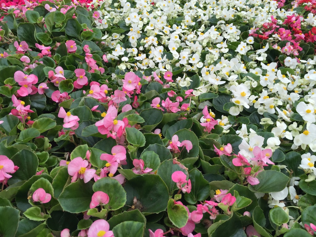 Bada Bing White Begonia (Begonia 'Bada Bing White') North Shore Plant
