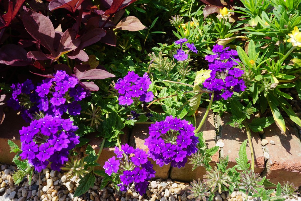 Lanai Blue Denim Verbena, in bloom
