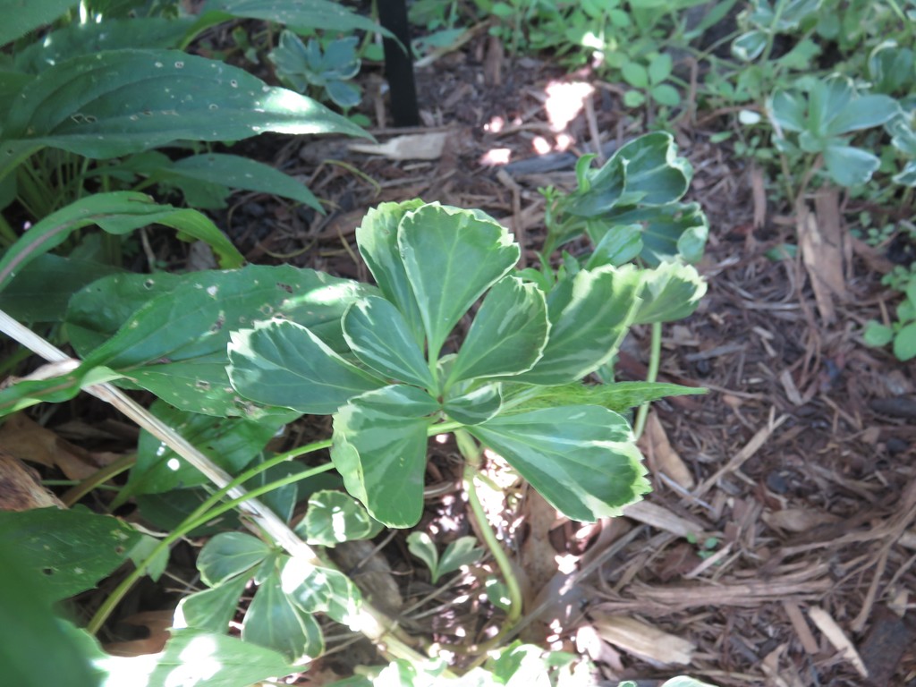 Silver Edge Japanese Spurge Pachysandra Terminalis Silver Edge North Shore Plant Club
