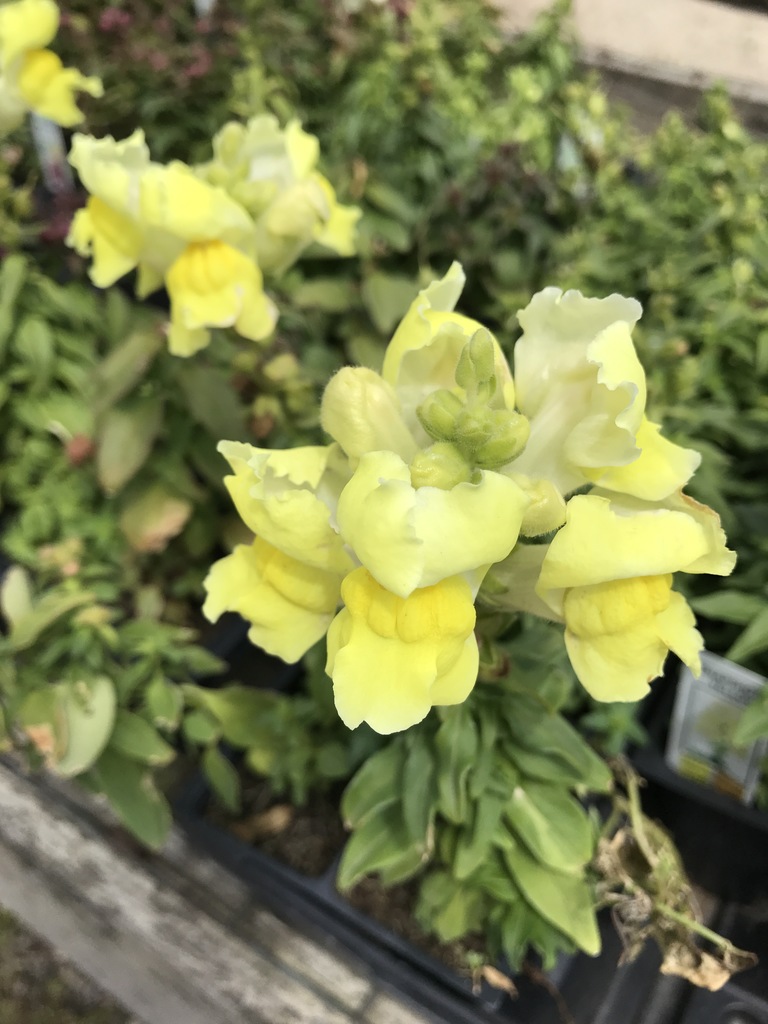 Snapshot Yellow Snapdragon (Antirrhinum majus 'Snapshot Yellow') North Shore Plant Club