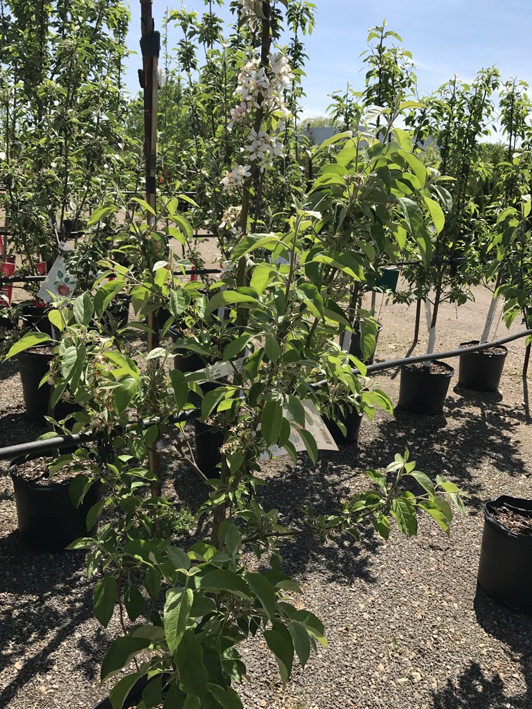Honeycrisp Dwarf Apple (Malus pumila 'MN1711' HONEYCRISP) North
