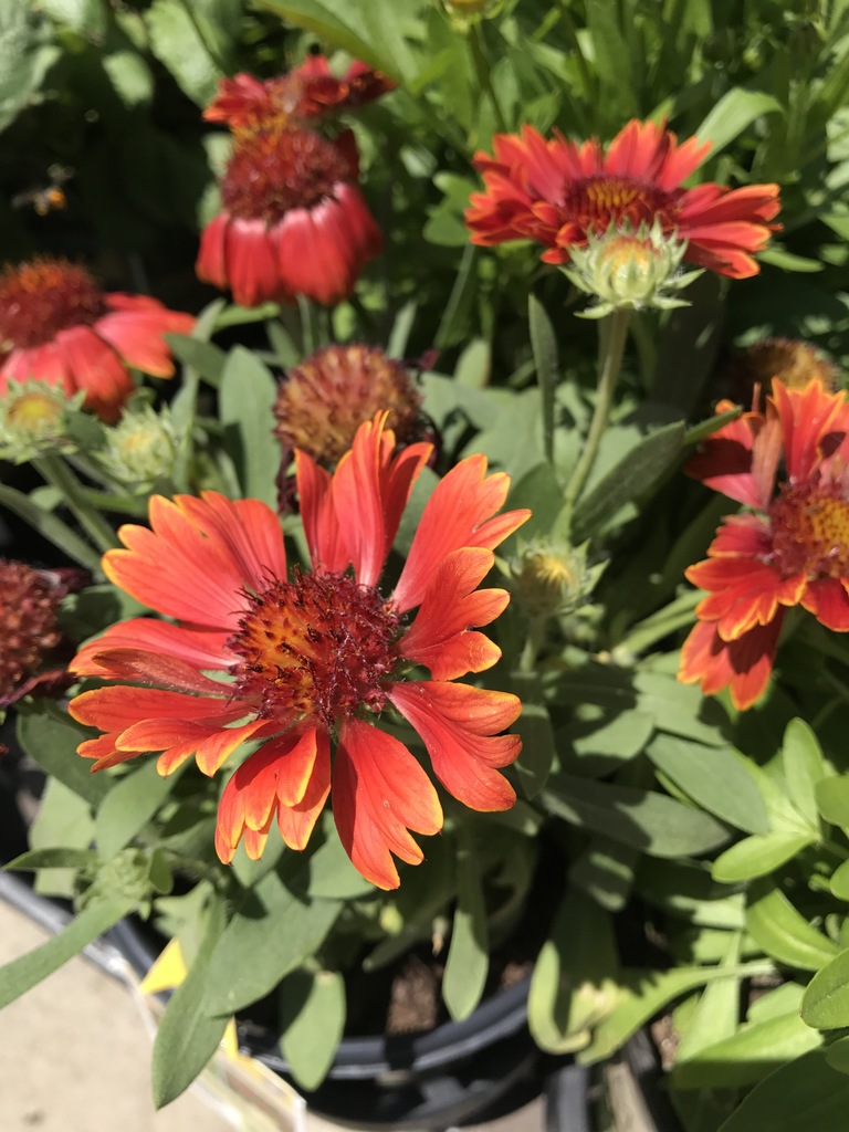 Spintop Yellow Touch Blanket Flower (Gaillardia 'SpinTop Yellow Touch