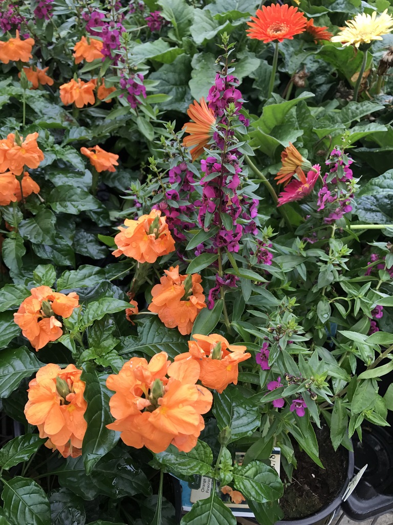 Orange Marmalade Firecracker Flower (Crossandra infundibuliformis