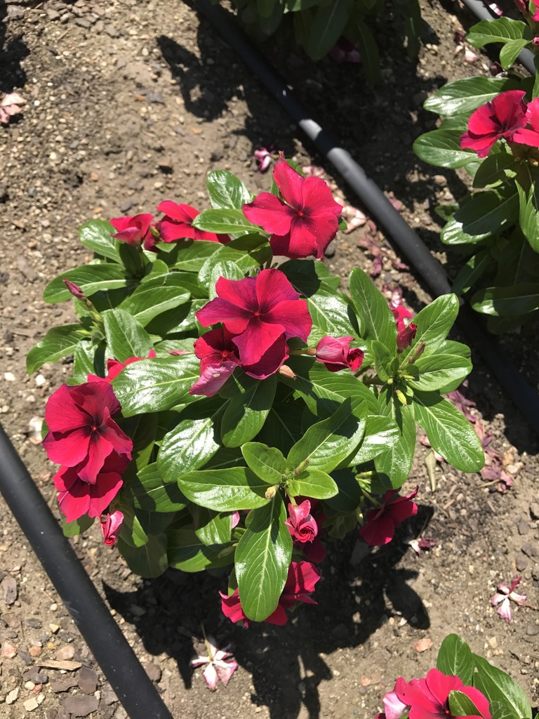 Tattoo Black Cherry Upright Vinca (Catharanthus roseus 'Tattoo Black Cherry') - North Shore ...