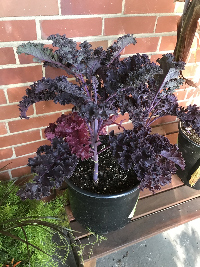 Redbor Kale (Brassica oleracea (Acephala Group) 'Redbor') North Shore