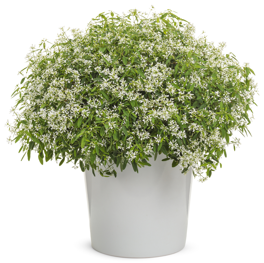 Diamond Snow Spurge (Euphorbia 'INCHADIACL' DIAMOND SNOW) - North Shore ...