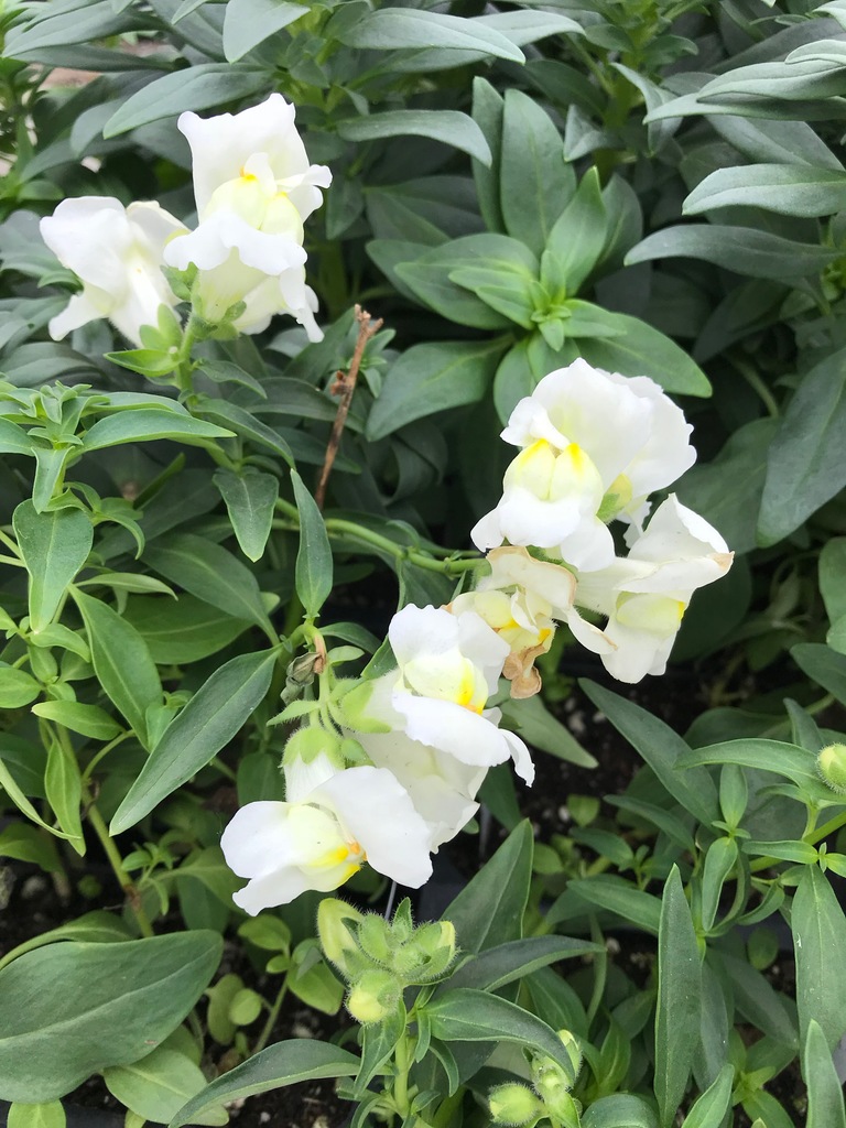 Snapshot Yellow Snapdragon (Antirrhinum majus 'Snapshot Yellow') North Shore Plant Club