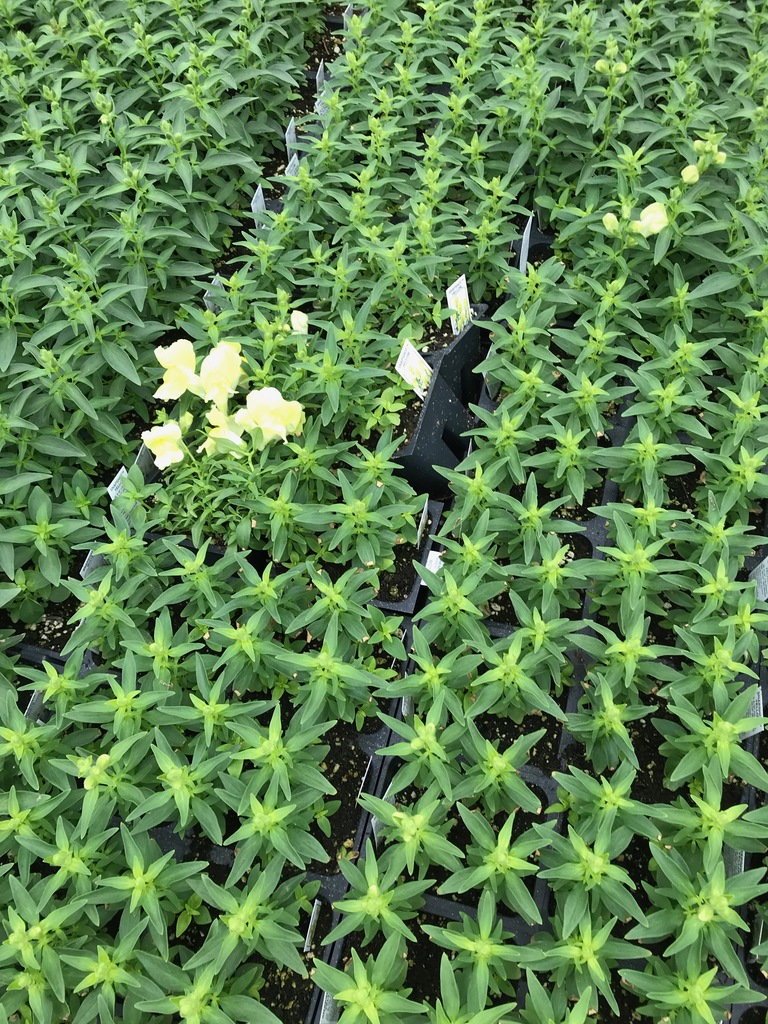 Snapshot Yellow Snapdragon (Antirrhinum majus 'Snapshot Yellow') North Shore Plant Club