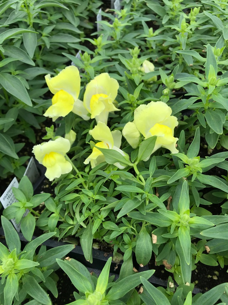 Snapshot Yellow Snapdragon (Antirrhinum majus 'Snapshot Yellow') North Shore Plant Club