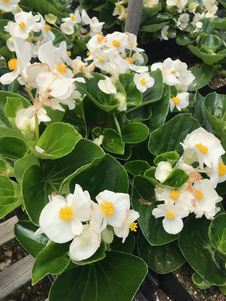 Top Hat White Wax Begonia Begonia Top Hat White North Shore Plant Club