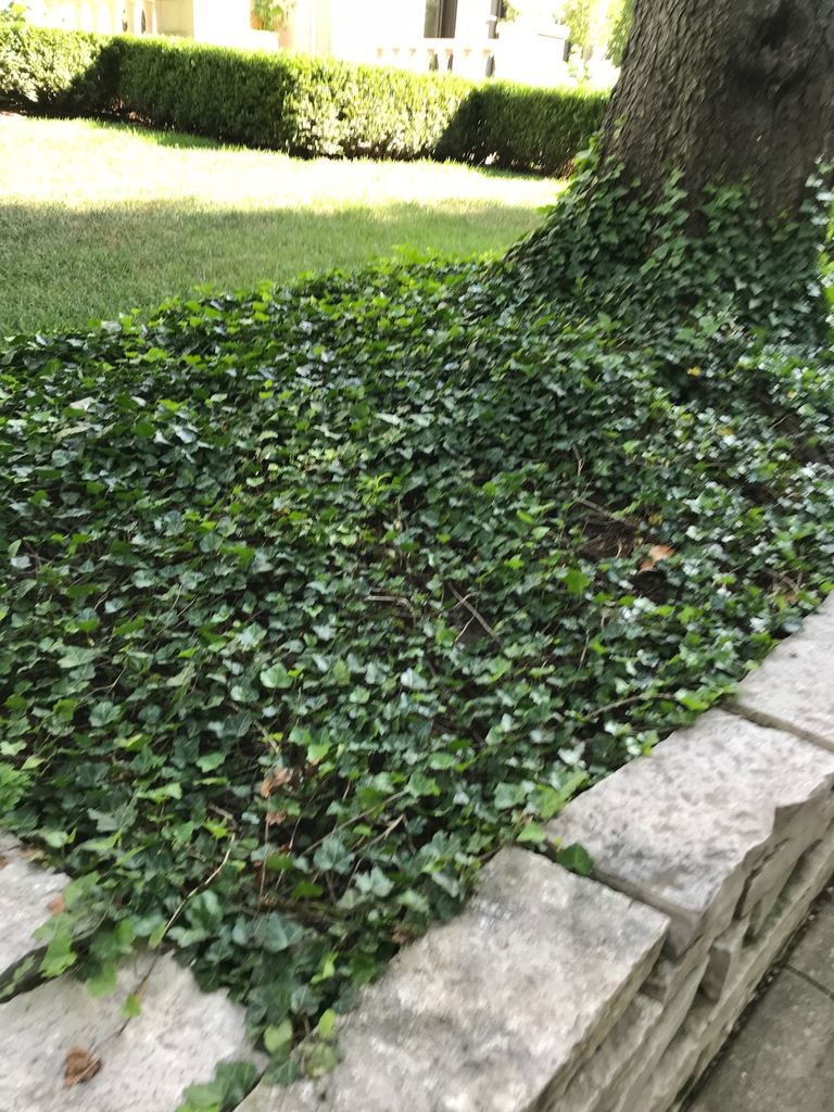 Small Leaf English Ivy (Hedera helix 'Wilson') North Shore Plant Club