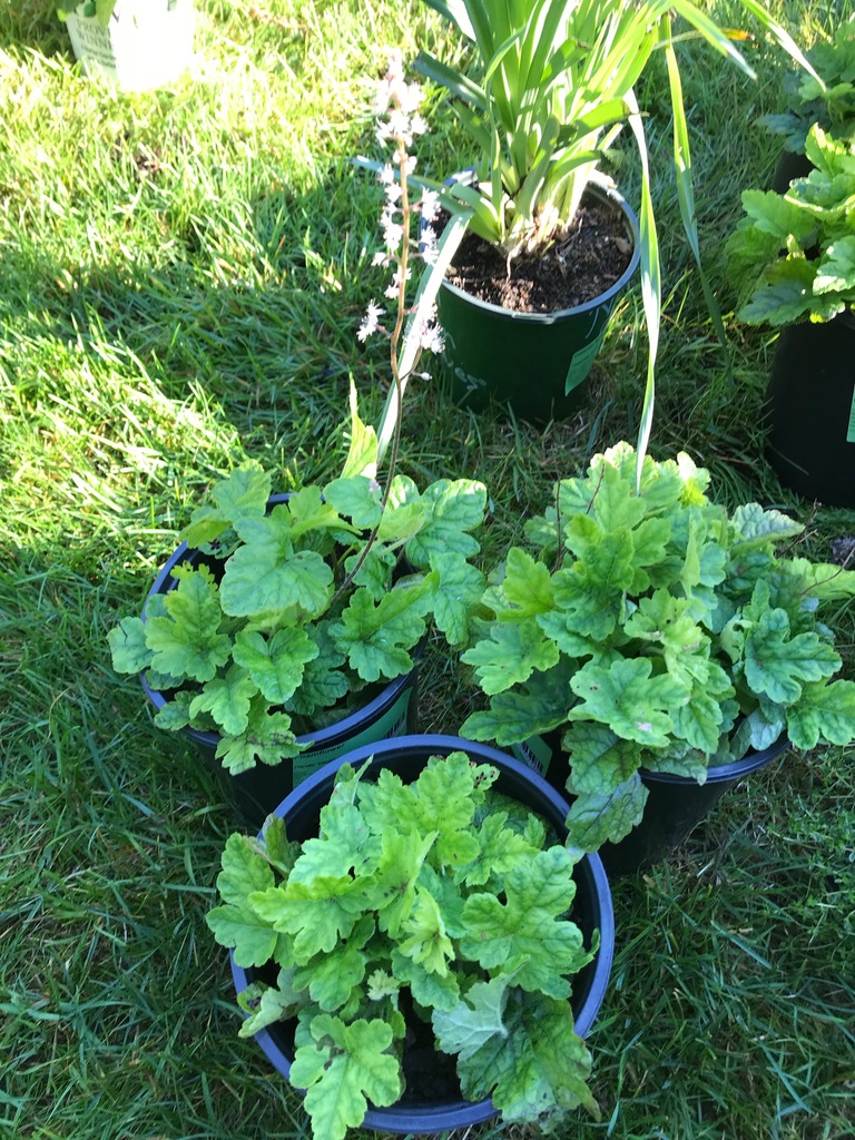 Elizabeth Oliver Foamflower (Tiarella cordifolia 'Elizabeth Oliver