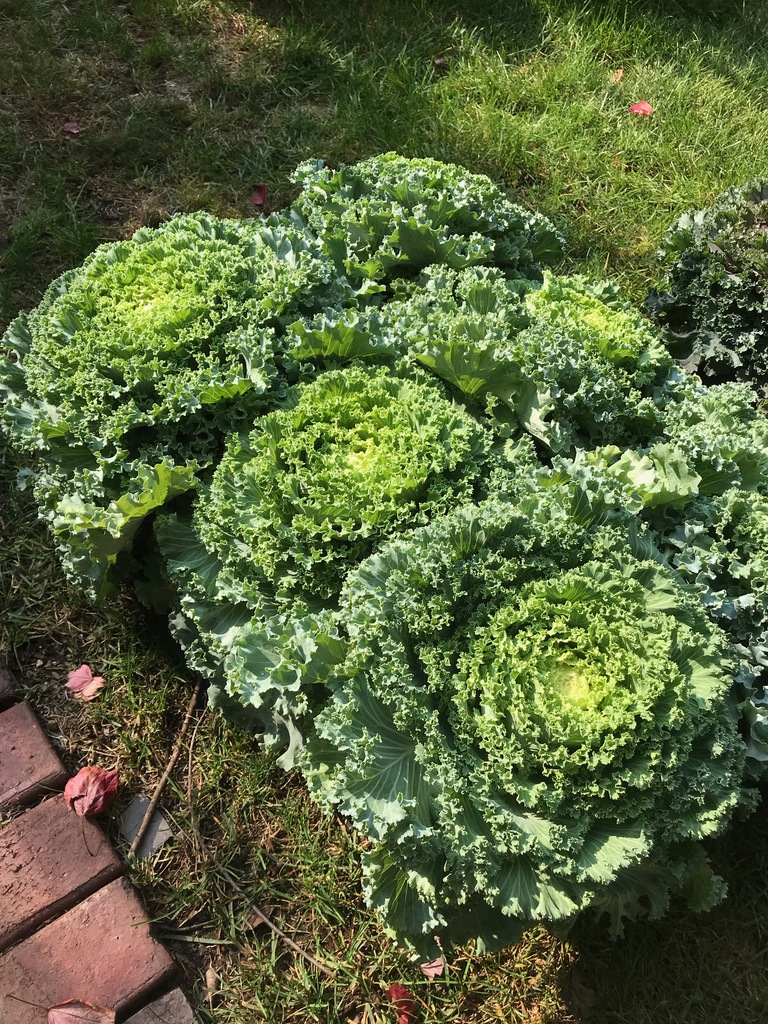 Nagoya White Kale (Brassica oleracea 'Nagoya White') North Shore