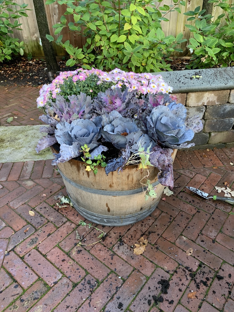 Coral Queen Flowering Kale (Brassica oleracea 'Coral Queen') North