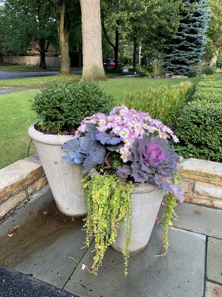 Coral Queen Flowering Kale (Brassica oleracea 'Coral Queen') North