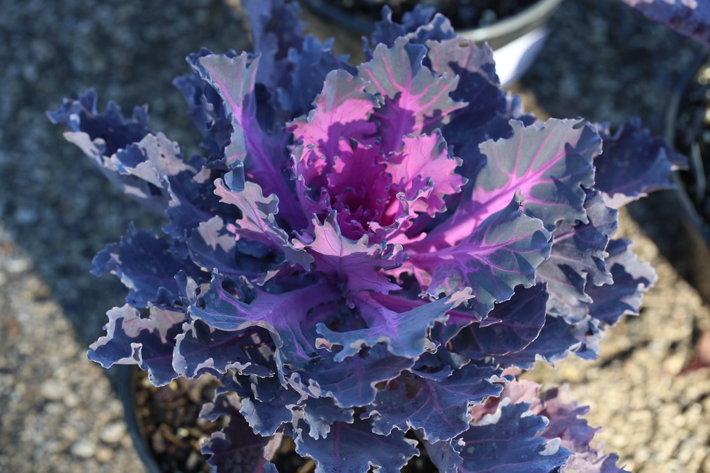 Coral Queen Flowering Kale (Brassica oleracea 'Coral Queen') North