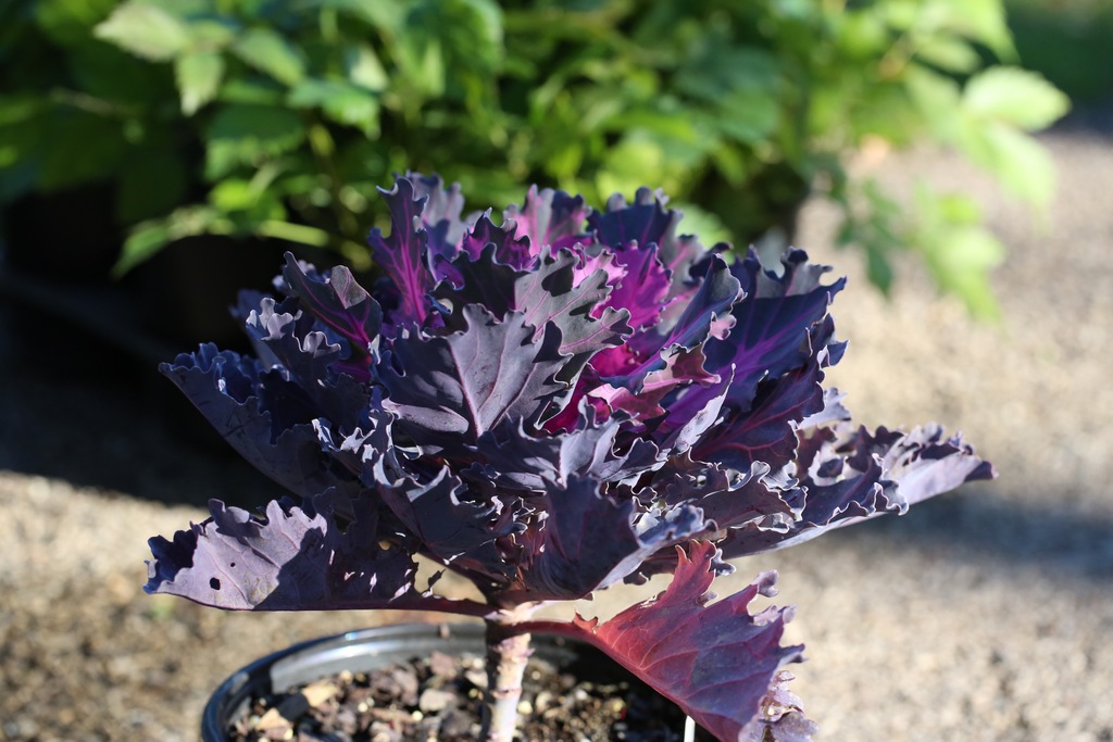 Coral Queen Flowering Kale (Brassica oleracea 'Coral Queen') North