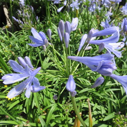 Flowers of Peter Pan Agapanthus 