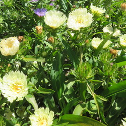 Mary Gregory Stokes Aster, in bloom