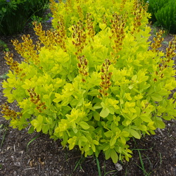 Baptisia 'Blonde'