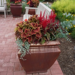 Dragon's Breath Celosia