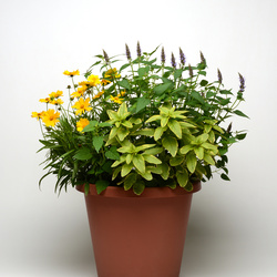 Little Adder Hyssop
