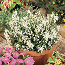 Serena White Summer Snapdragon