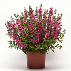 Serena Rose Summer Snapdragon