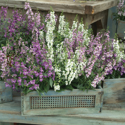 Serena Mixture Angelonia
