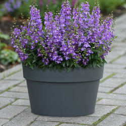 Serena Blue Summer Snapdragon