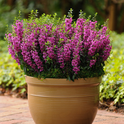 Raspberry Archangel Angelonia