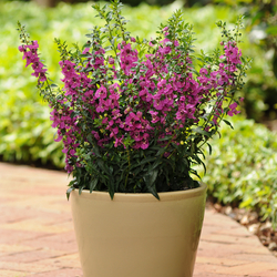 Raspberry Archangel Angelonia