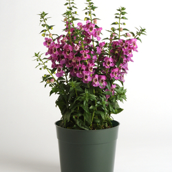 Raspberry Archangel Angelonia