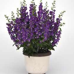 Archangel Purple Summer Snapdragon
