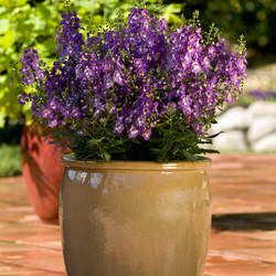 Archangel Purple Summer Snapdragon